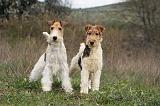 FOX TERRIER 490